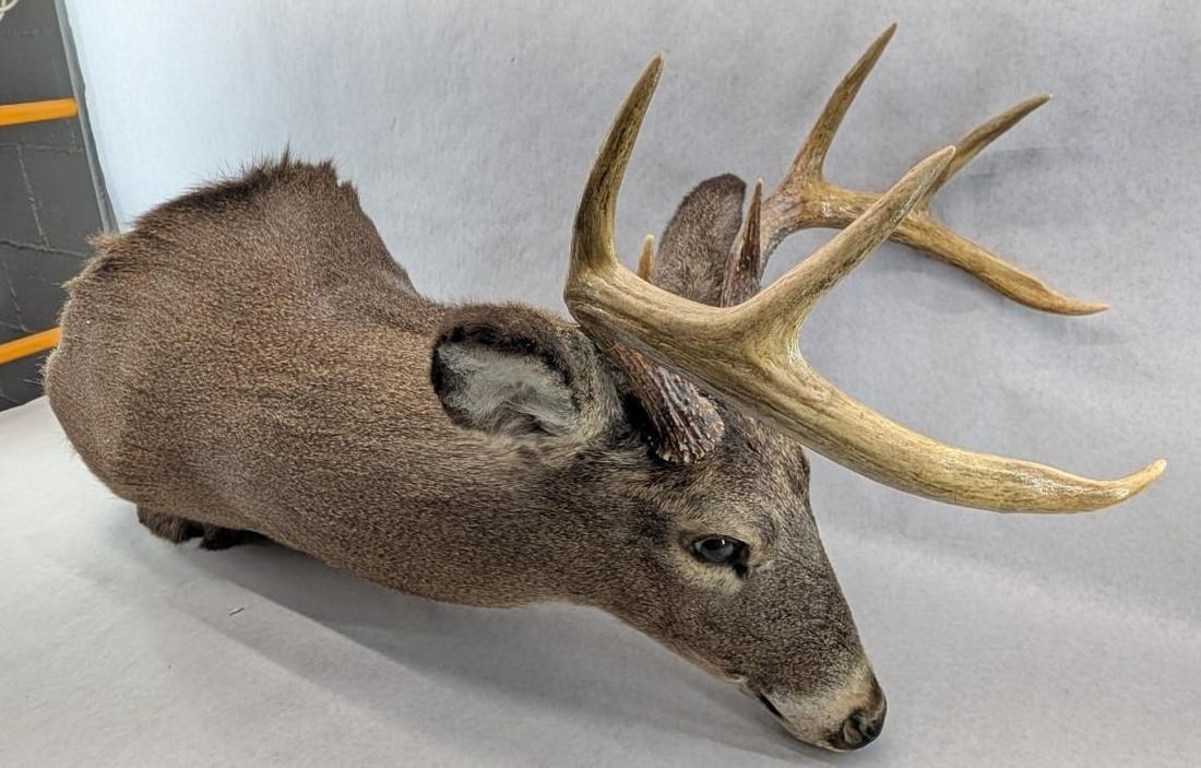 Eight Point White Tail Deer Mount - 5