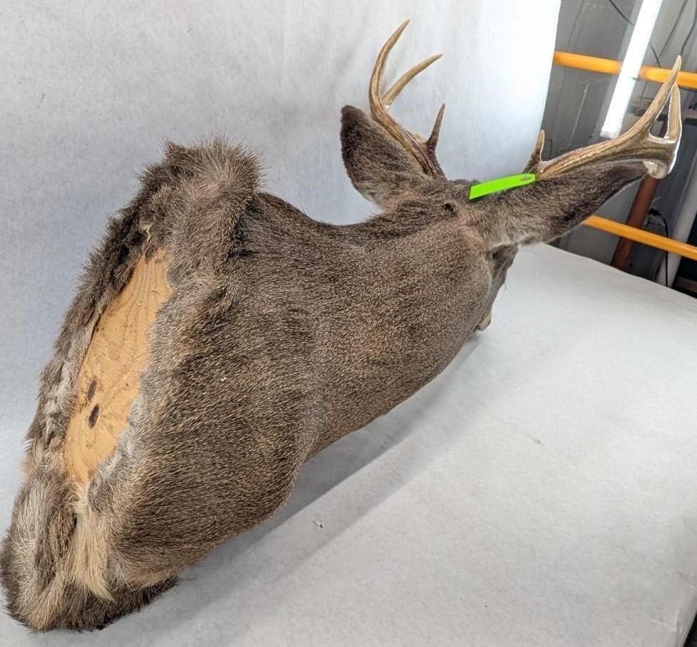 Eight Point White Tail Deer Mount - 6