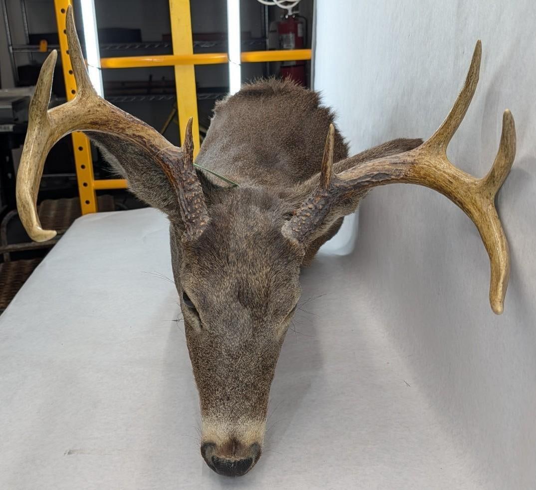 Eight Point White Tail Deer Mount - 7