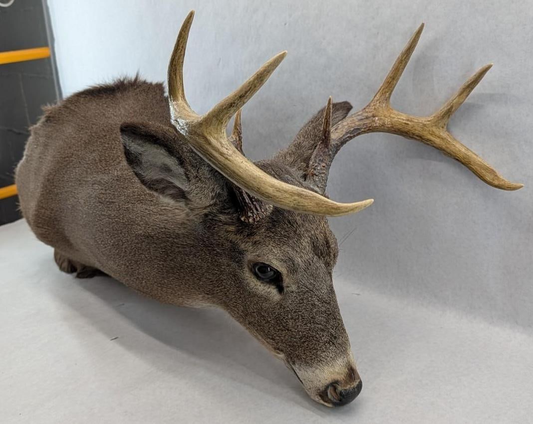Eight Point White Tail Deer Mount - 8