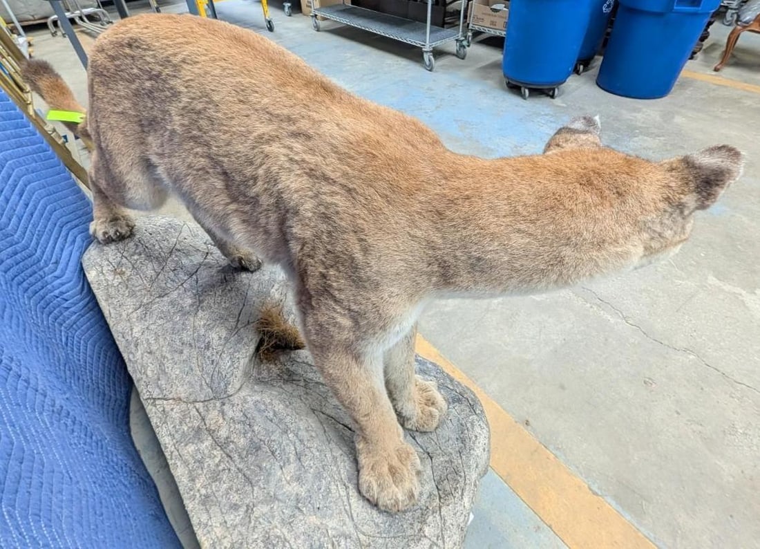 Mountain Lion Full Body Taxidermy Mount - 10