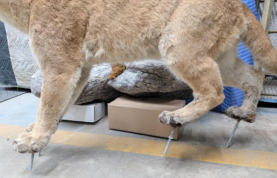 Mountain Lion Full Body Taxidermy Mount - 14