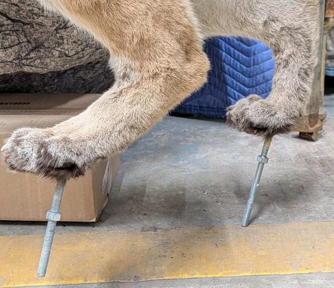 Mountain Lion Full Body Taxidermy Mount - 15