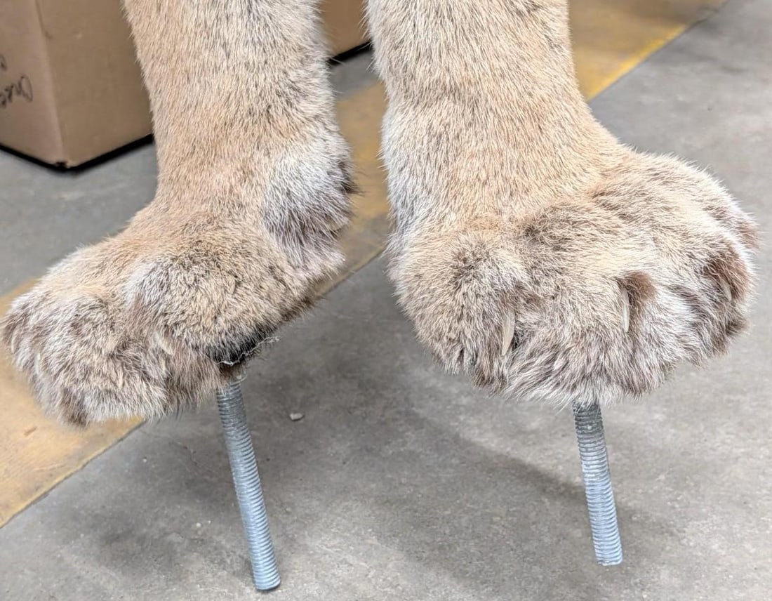 Mountain Lion Full Body Taxidermy Mount - 16