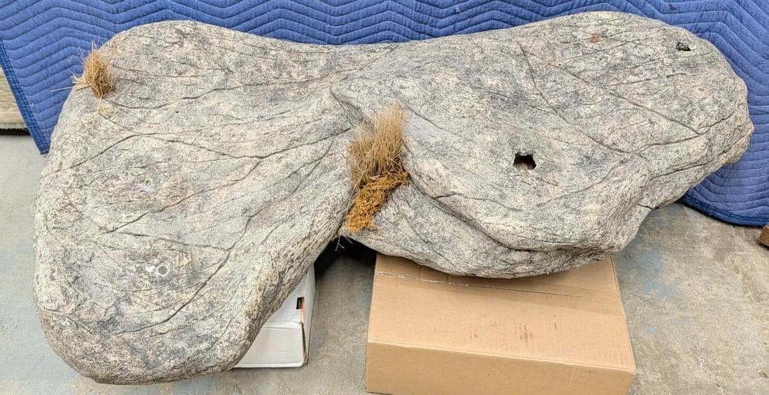 Mountain Lion Full Body Taxidermy Mount - 17