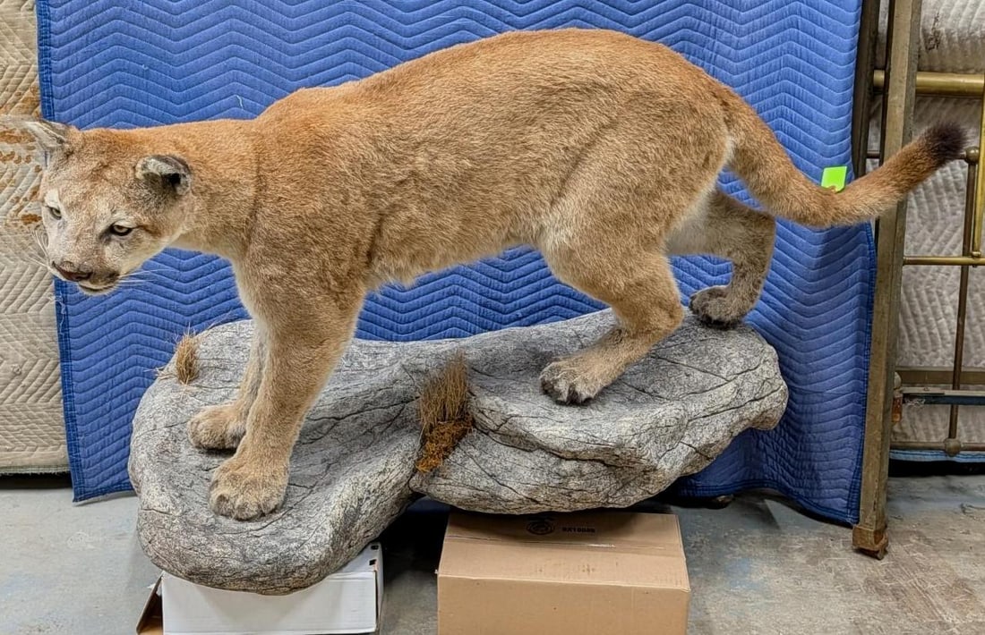 Mountain Lion Full Body Taxidermy Mount: overall 66" (+/-), staged on a wood and fiberglass platform