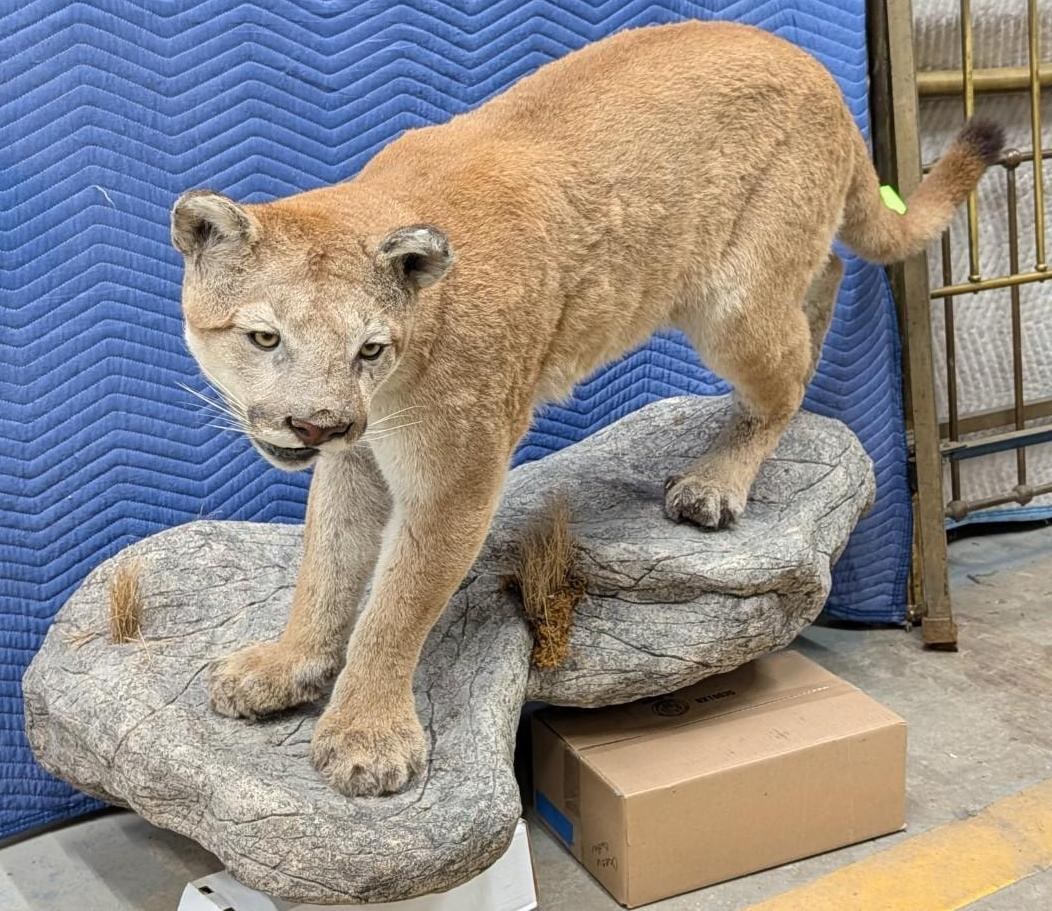 Mountain Lion Full Body Taxidermy Mount - 2