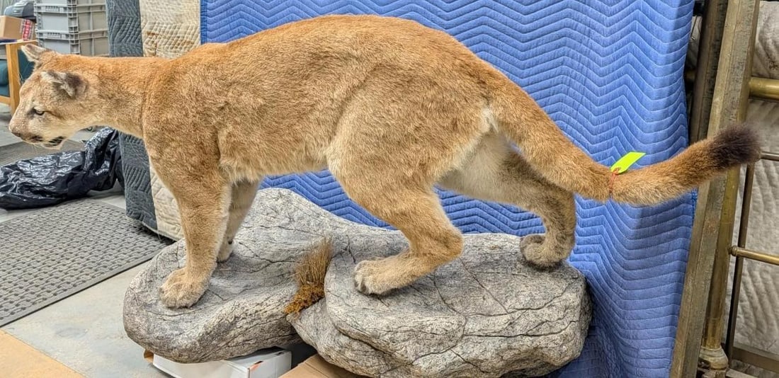 Mountain Lion Full Body Taxidermy Mount - 3