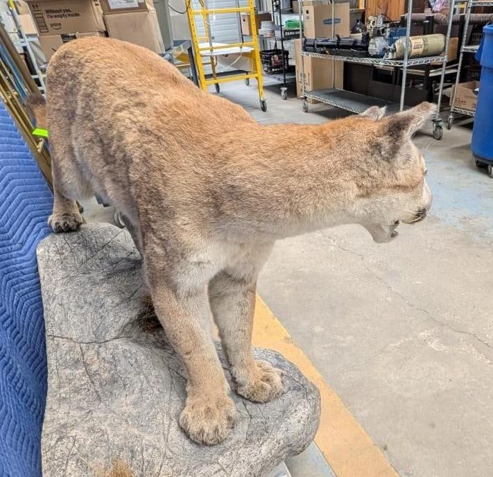 Mountain Lion Full Body Taxidermy Mount - 4