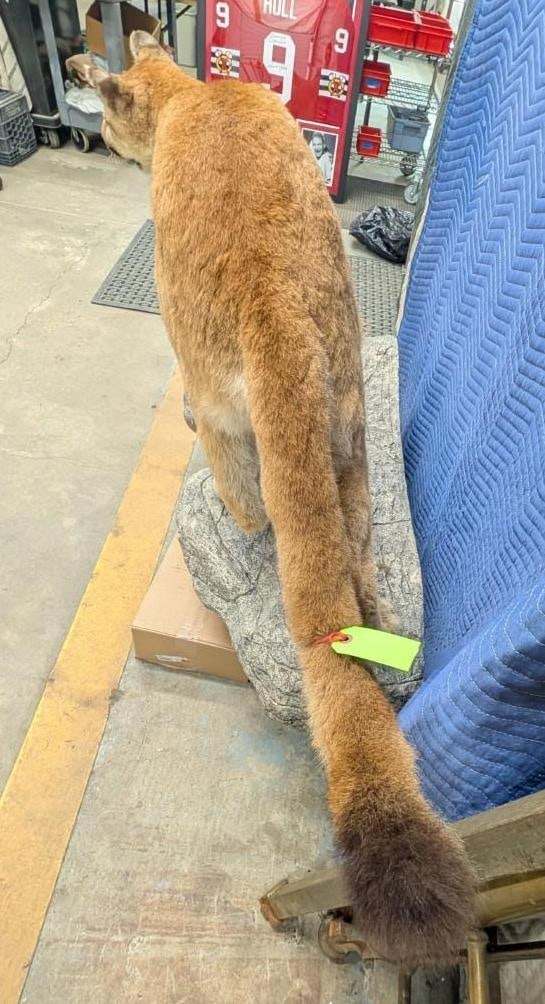 Mountain Lion Full Body Taxidermy Mount - 5