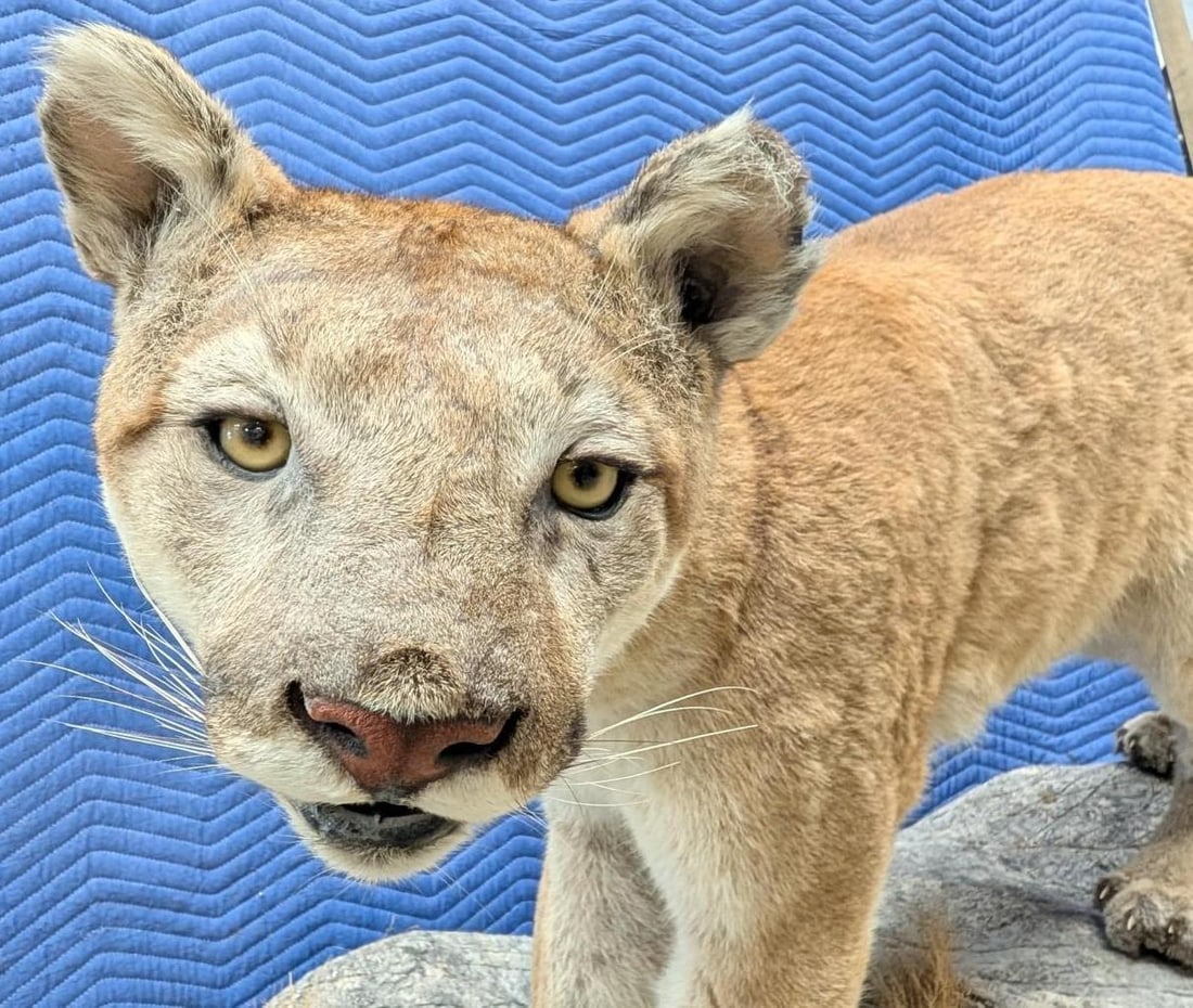 Mountain Lion Full Body Taxidermy Mount - 6