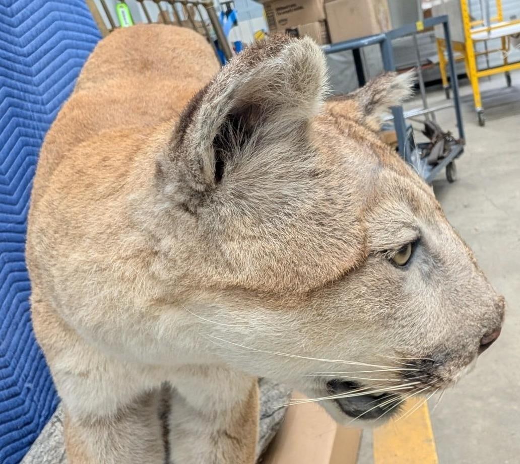 Mountain Lion Full Body Taxidermy Mount - 7