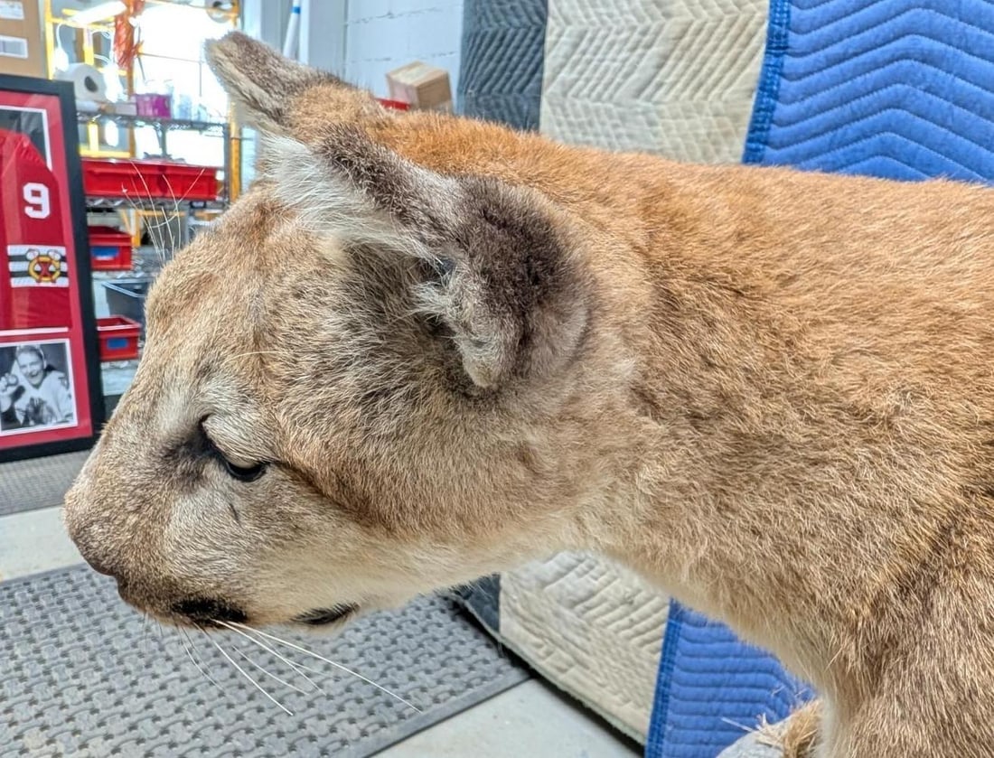 Mountain Lion Full Body Taxidermy Mount - 8