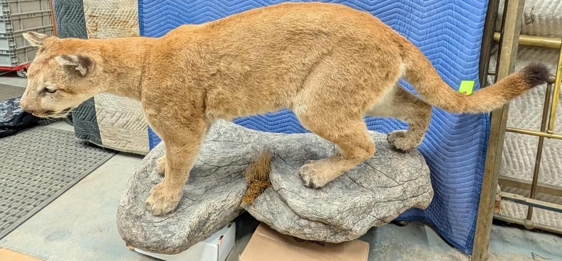 Mountain Lion Full Body Taxidermy Mount - 9