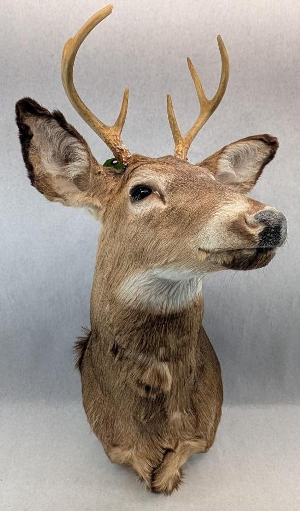 Six Point White Tail Deer Mount (1 of 7)