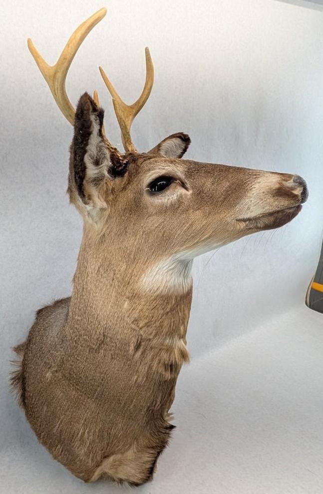 Six Point White Tail Deer Mount - 2