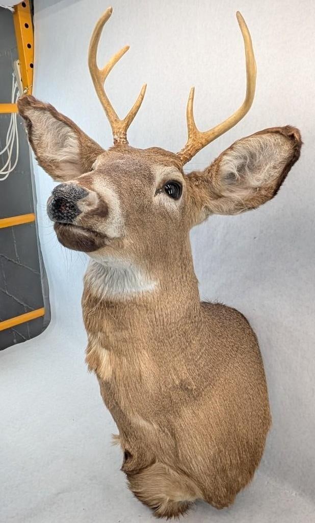Six Point White Tail Deer Mount - 3