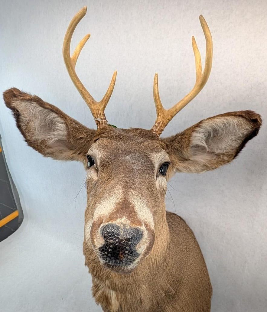 Six Point White Tail Deer Mount - 4