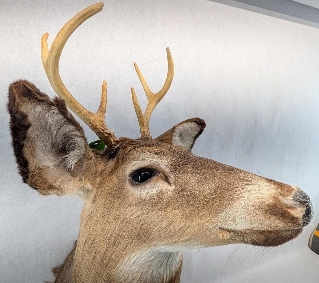 Six Point White Tail Deer Mount - 5
