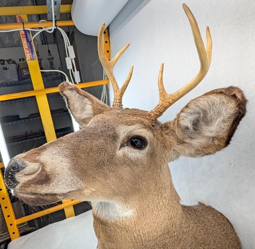 Six Point White Tail Deer Mount - 6