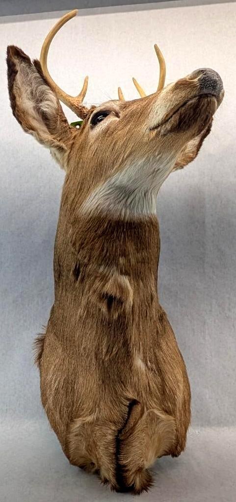 Six Point White Tail Deer Mount - 7