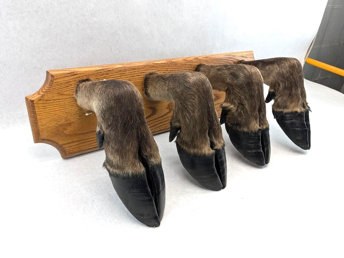 Moose Hoof 4 Place Coat Rack - 2