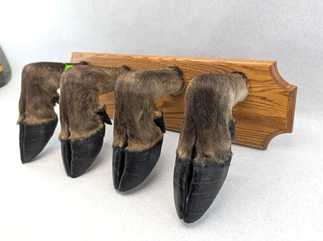 Moose Hoof 4 Place Coat Rack - 3