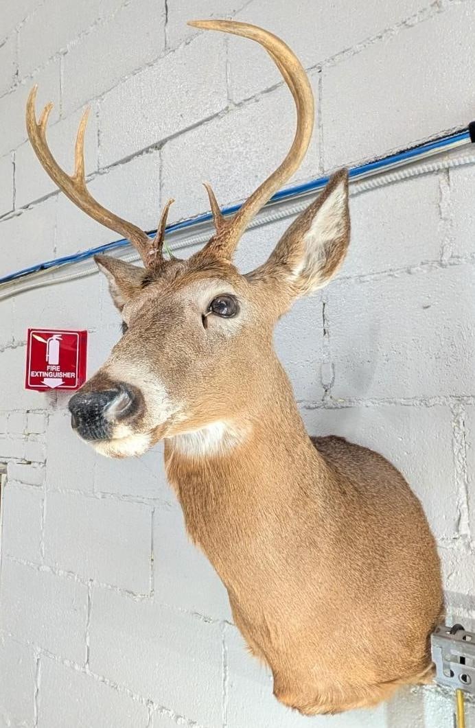 Seven Point White Tail Deer Mount (1 of 6)