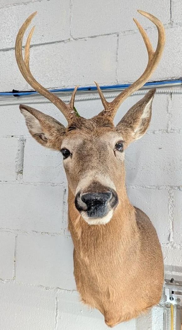 Seven Point White Tail Deer Mount - 2