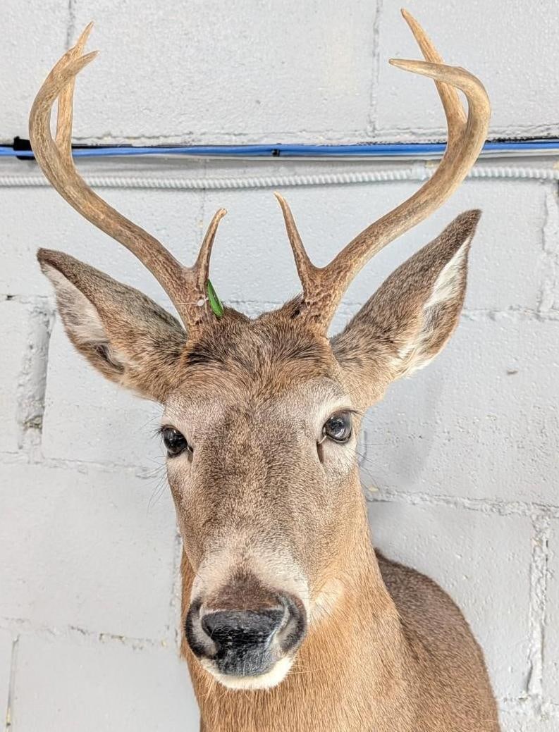 Seven Point White Tail Deer Mount - 3