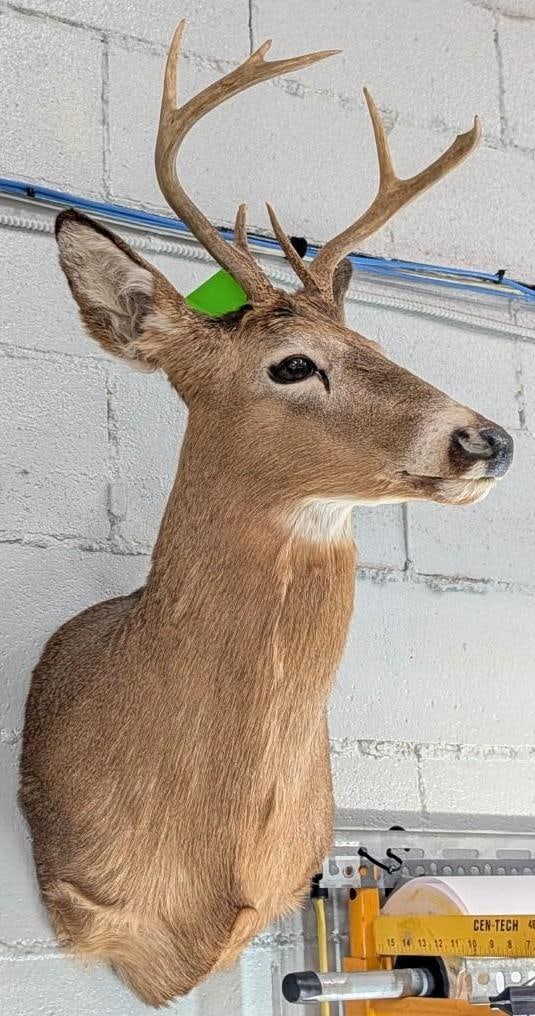 Seven Point White Tail Deer Mount - 4