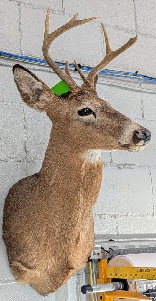 Seven Point White Tail Deer Mount - 5