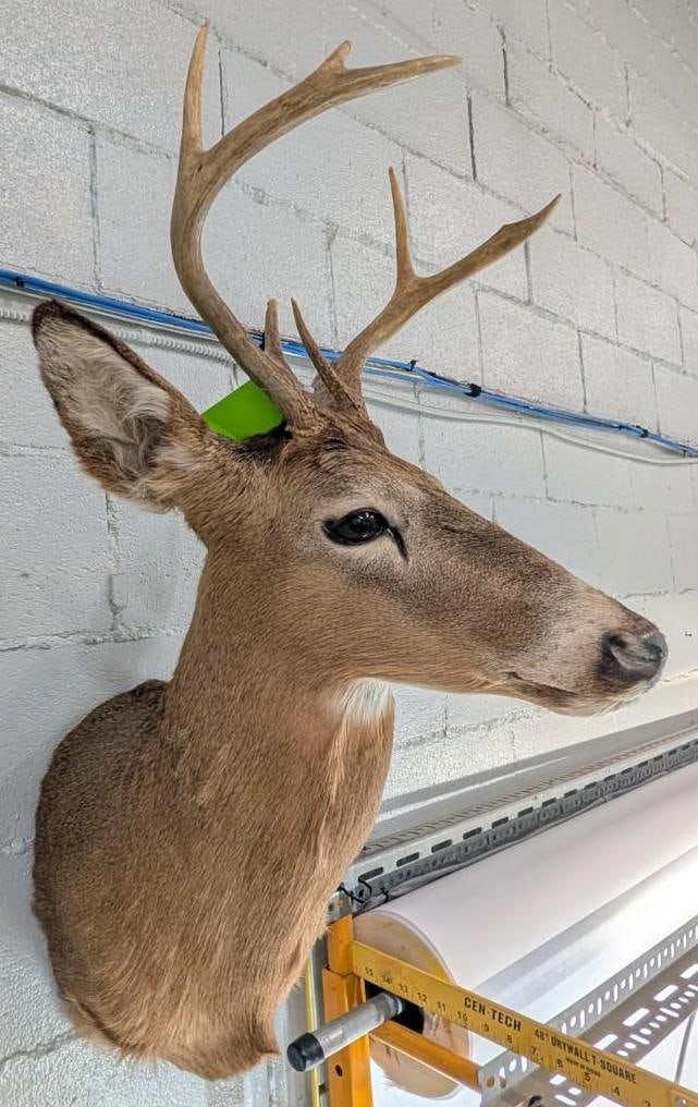 Seven Point White Tail Deer Mount - 6