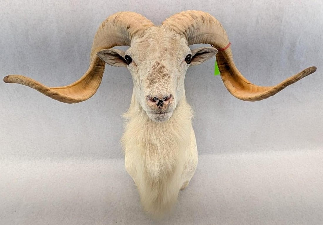 Dall Sheep Taxidermy Shoulder Mount: 28" (+/-)