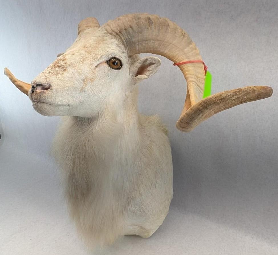 Dall Sheep Taxidermy Shoulder Mount - 2