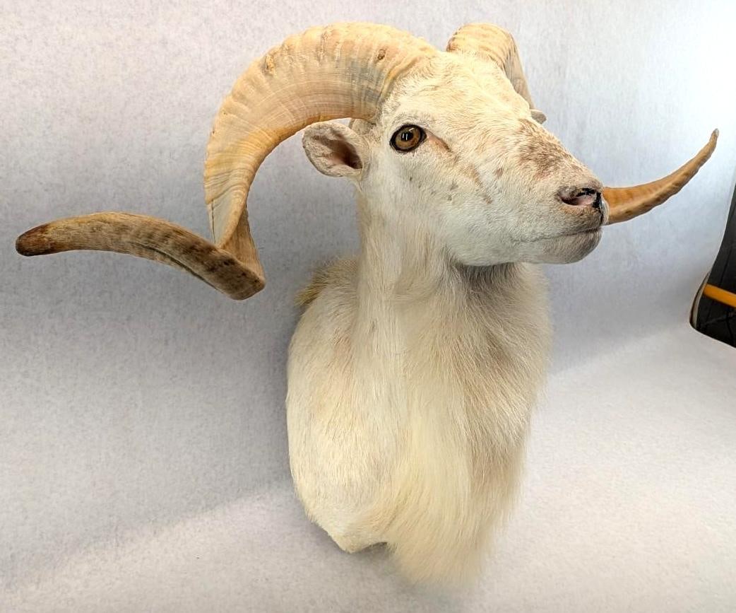 Dall Sheep Taxidermy Shoulder Mount - 3