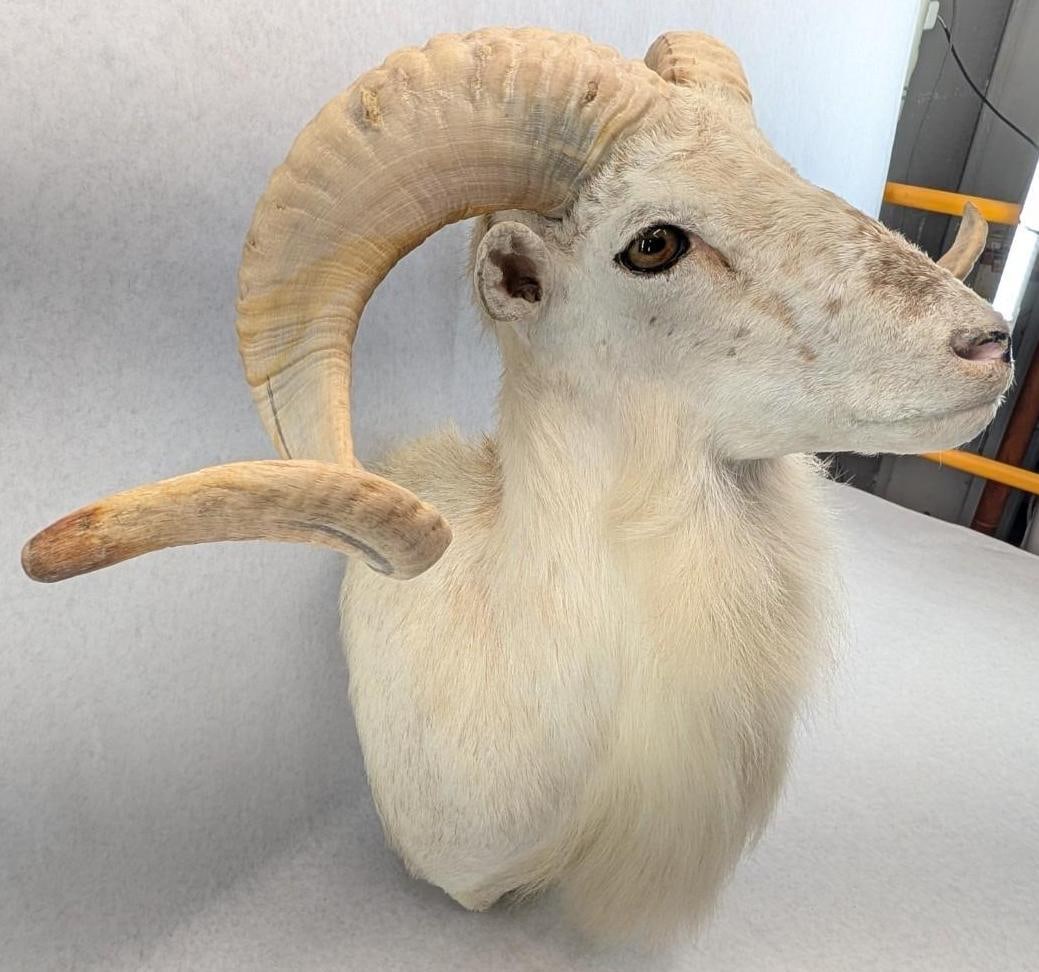Dall Sheep Taxidermy Shoulder Mount - 4