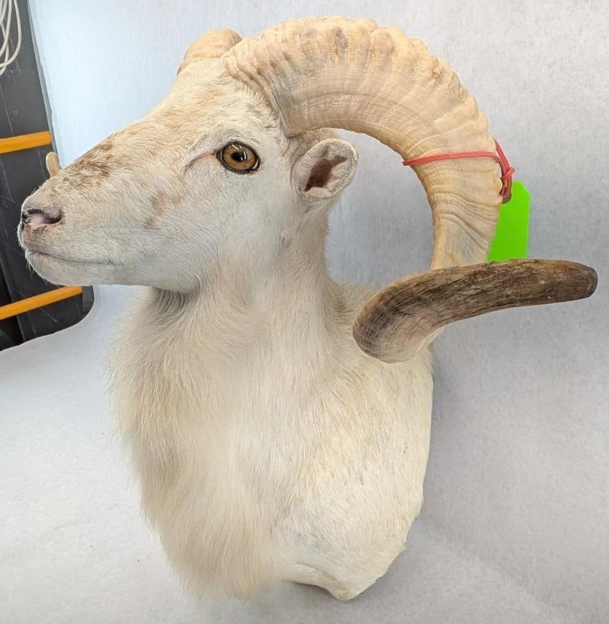 Dall Sheep Taxidermy Shoulder Mount - 5