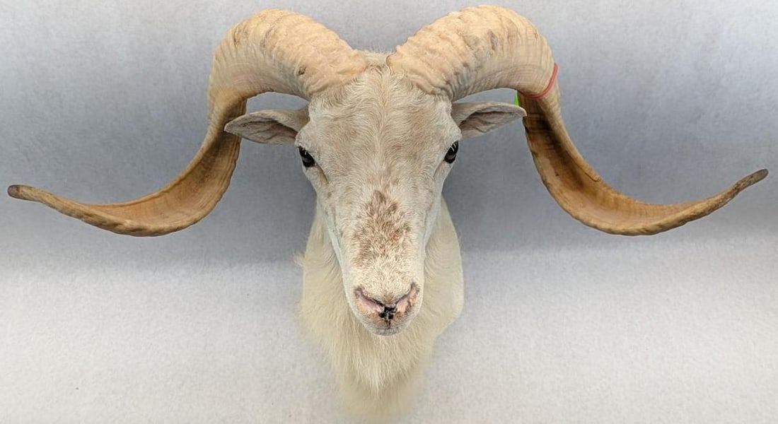 Dall Sheep Taxidermy Shoulder Mount - 6