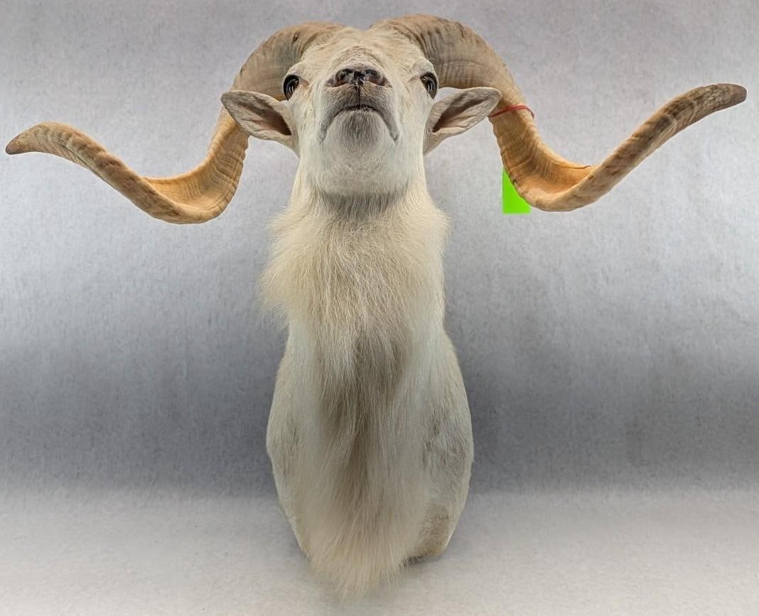 Dall Sheep Taxidermy Shoulder Mount - 7