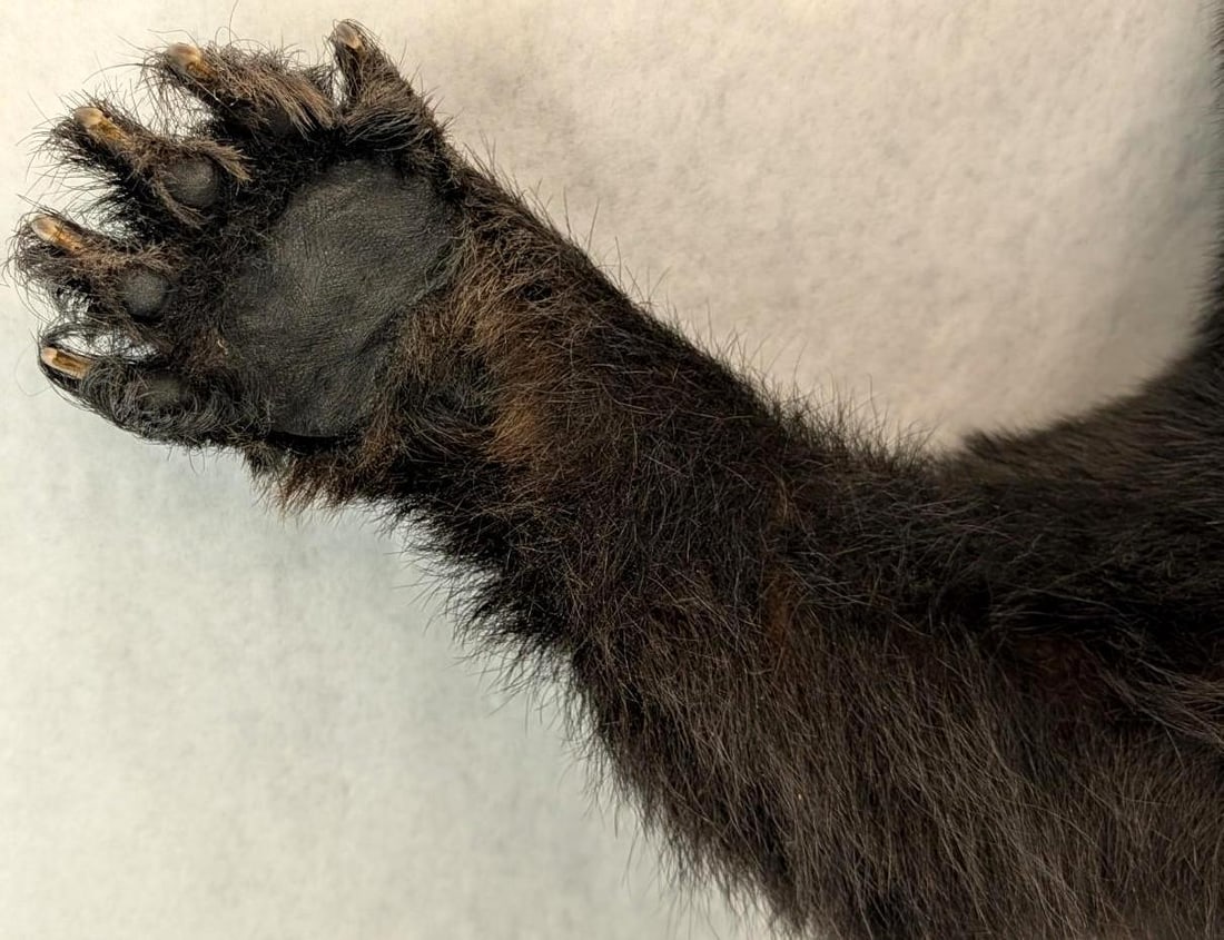 Black Bear Upper Torso Taxidermy Mount - 10
