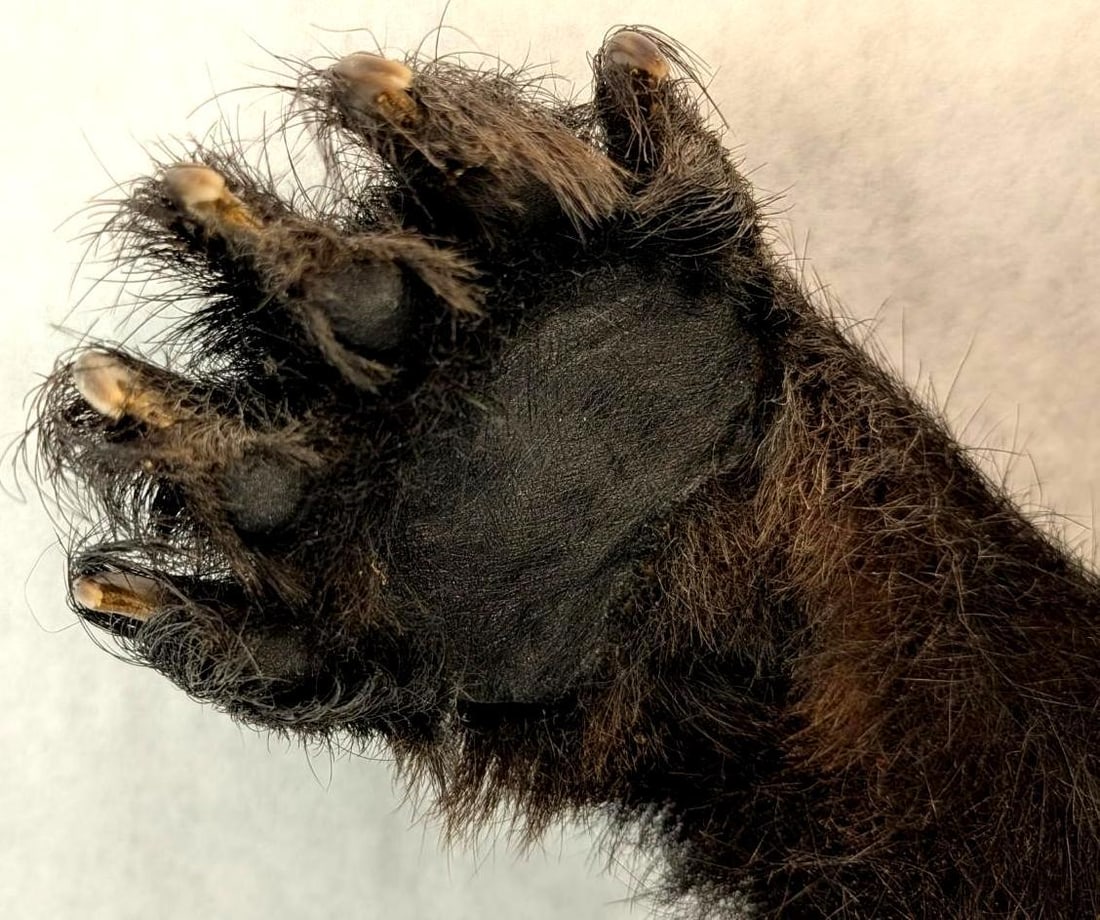 Black Bear Upper Torso Taxidermy Mount - 11