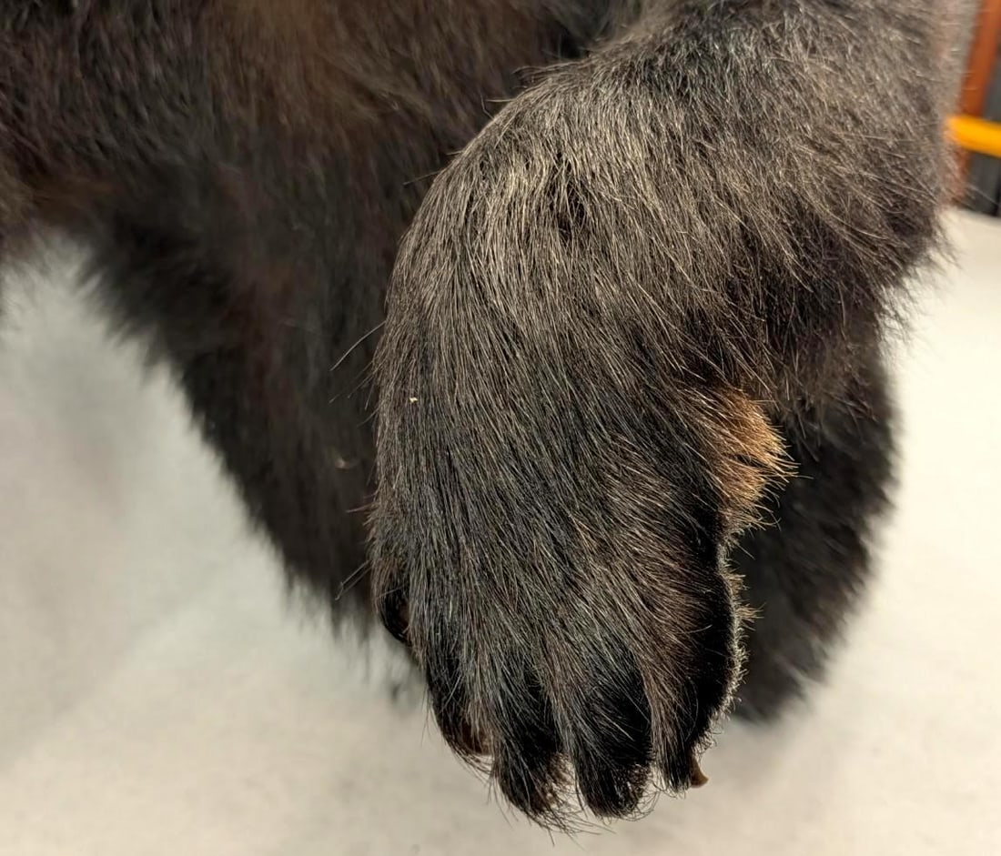 Black Bear Upper Torso Taxidermy Mount - 12