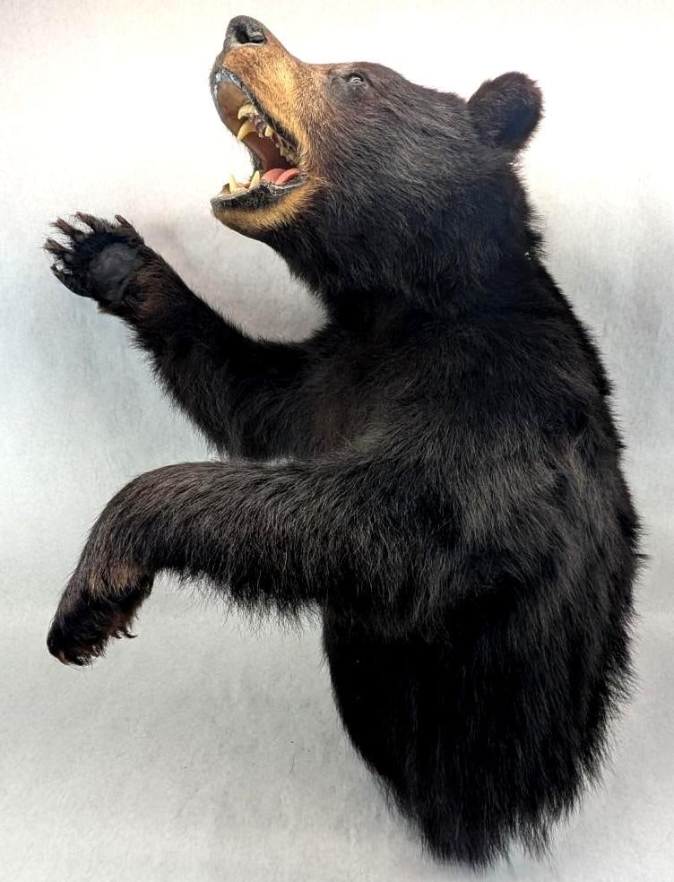 Black Bear Upper Torso Taxidermy Mount: mount includes all Bear claws, overall dimensions 36"H x19"W