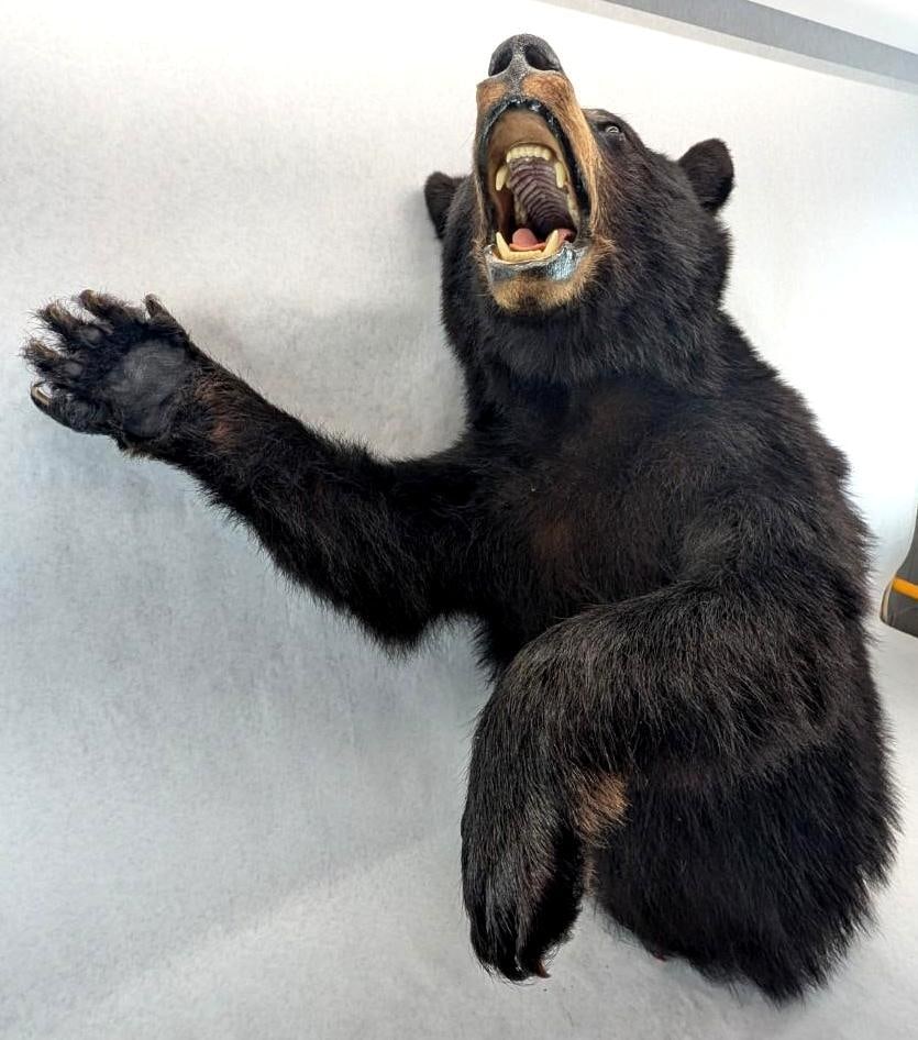 Black Bear Upper Torso Taxidermy Mount - 2