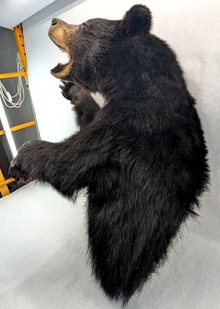 Black Bear Upper Torso Taxidermy Mount - 3