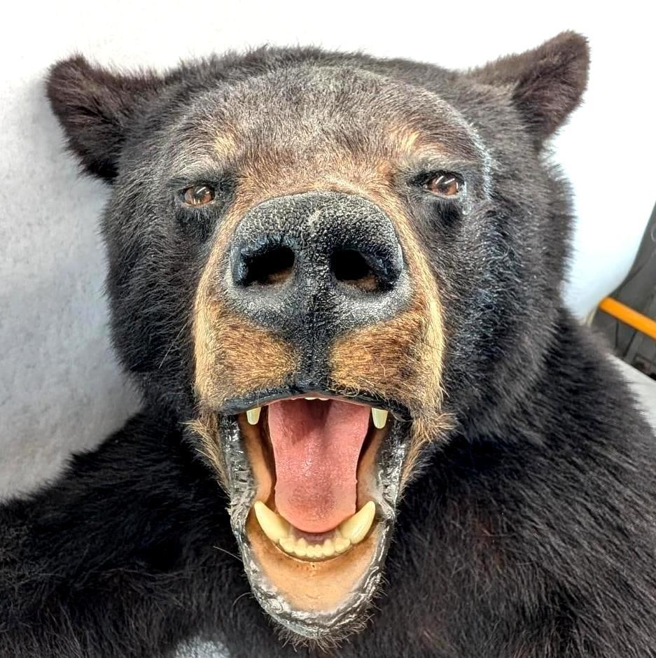 Black Bear Upper Torso Taxidermy Mount - 4