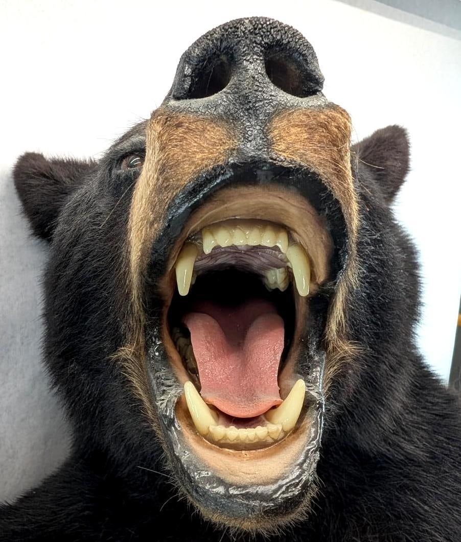 Black Bear Upper Torso Taxidermy Mount - 5