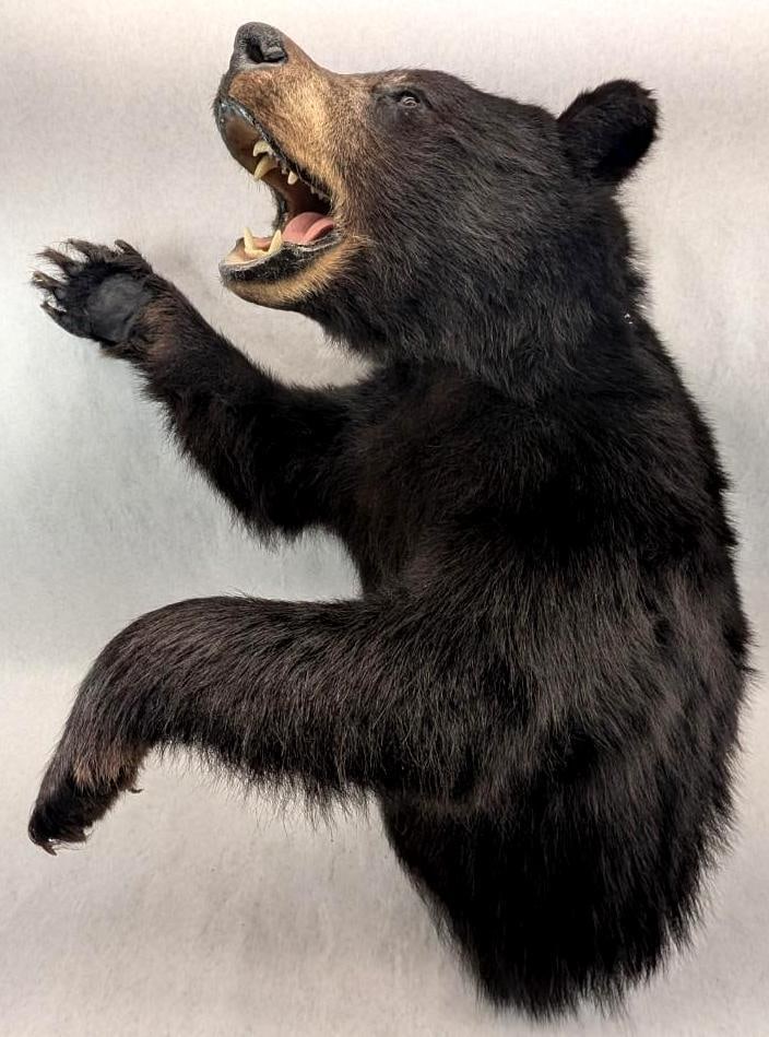 Black Bear Upper Torso Taxidermy Mount - 6