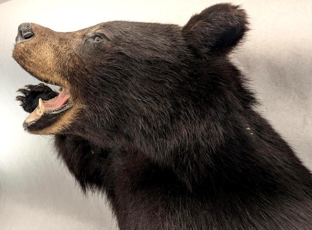 Black Bear Upper Torso Taxidermy Mount - 7